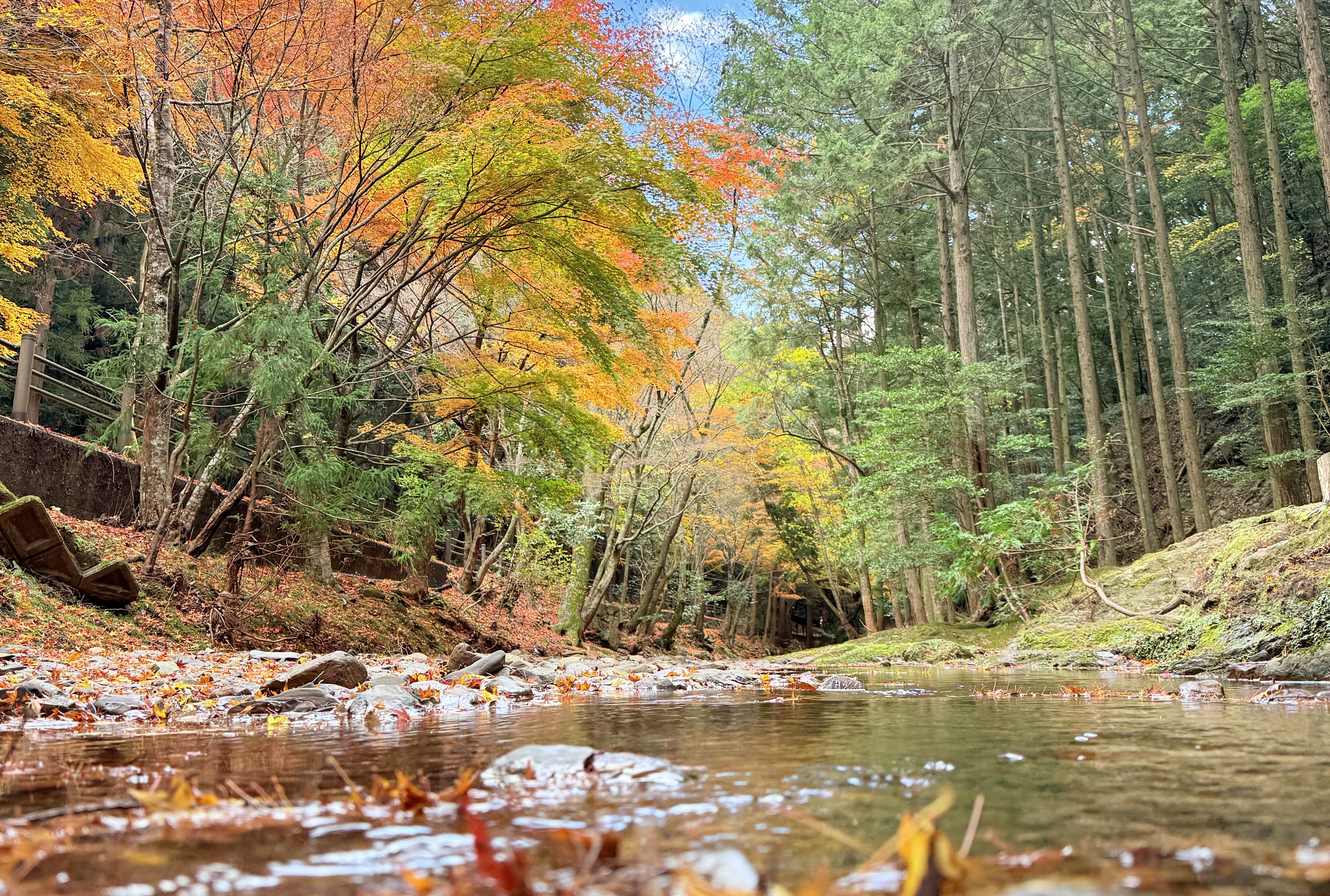 もみじ街道 秋冬の対馬